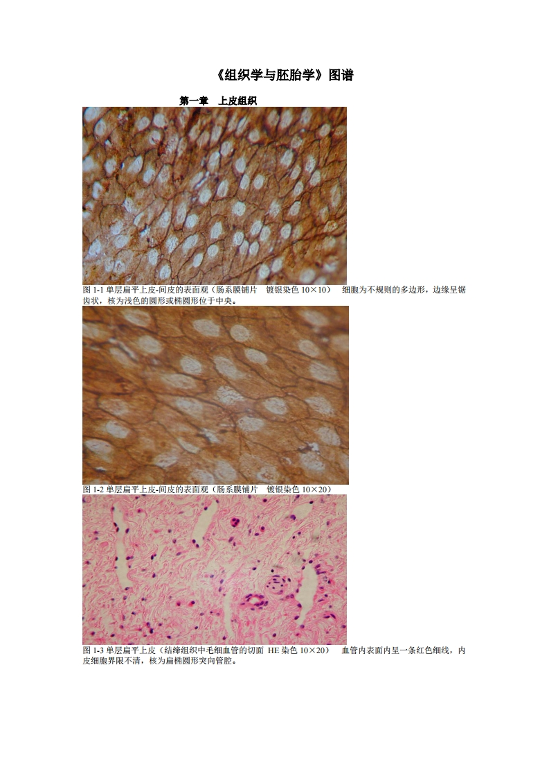 《组织学与胚胎学》图谱详细版(温州医科大学)-学习资源网 - 学习助手专注分享优质学习资源